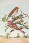 Carpodacus erythrinus (Pall.), Carpodacus roseus (Pall.)