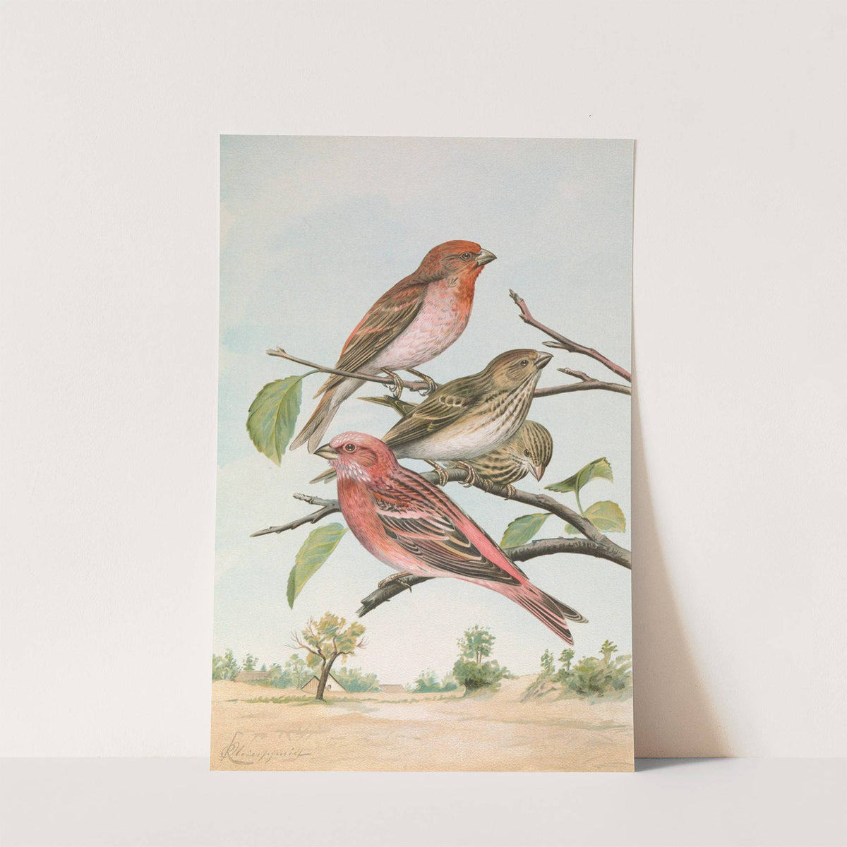 Carpodacus erythrinus (Pall.), Carpodacus roseus (Pall.) by Johann Friedrich Naumann