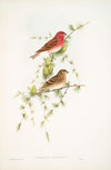 Carpodacus erythrinus. Scarlet Bullfinch. (1862-1873)