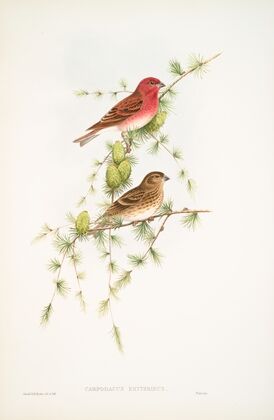 Carpodacus erythrinus. Scarlet Bullfinch. (1862-1873)