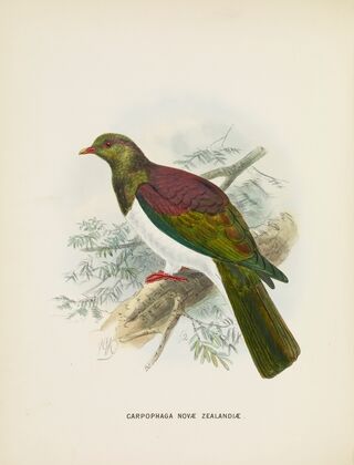 Carpophaga novae zealandiae