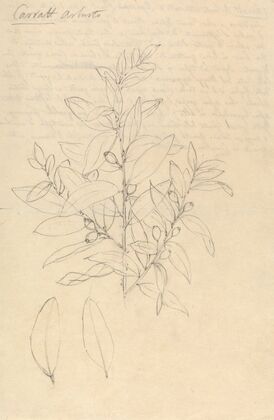 Carratt (Osyris lanceolata)