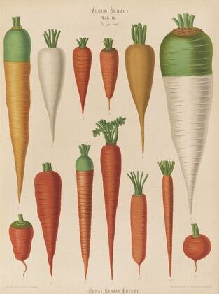 Carrots (1876-1886)