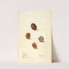 Carya illinoinensis: Claremont by Elsie E. Lower