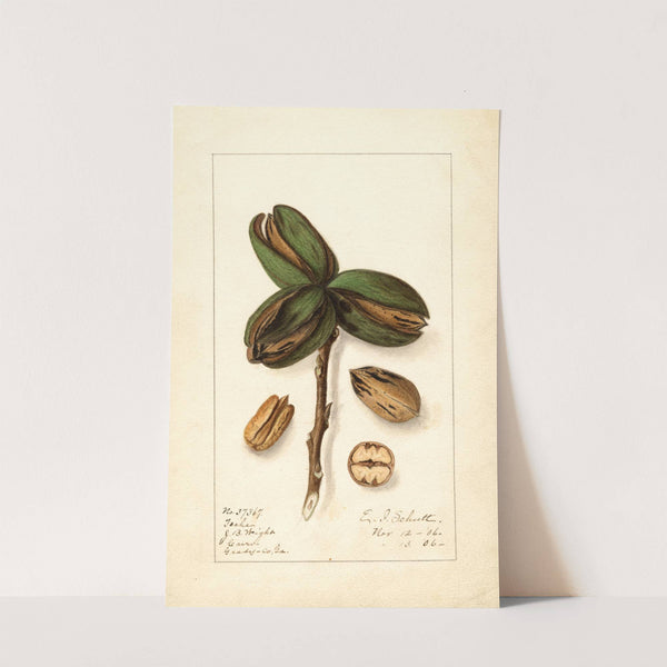 Carya: Teche by Ellen Isham Schutt