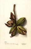 Carya: Van Deman