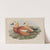 Casarca rutila. Ruddy Sheldrake. (1862-1873) by John Gould