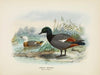 Casarca varigata (Male and Female)