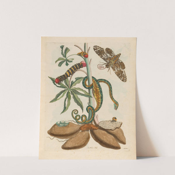 Cassave. (1719) by Maria Sibylla Merian