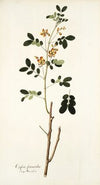 Cassia sennoides