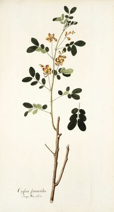 Cassia sennoides