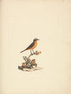Cassypha semirufa (Ruppell’s Robin Chat)