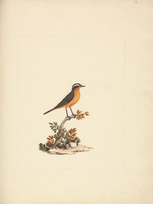 Cassypha semirufa (Ruppell’s Robin Chat)