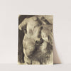 Cast Study, Draped Torso by Thomas Pollock Anshutz