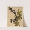 Castor Bean by Bertha Jaques