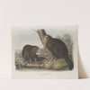 Castor fiber Americanus, American Beaver (1845-1848) by John Woodhouse Audubon