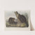 Castor fiber Americanus, American Beaver (1845-1848) by John Woodhouse Audubon