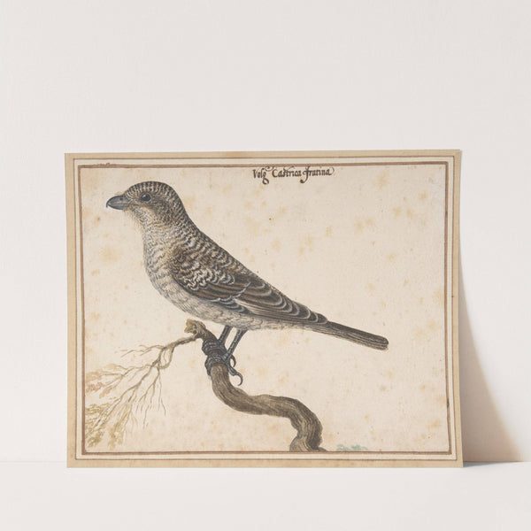 Castrica Fratina by Vincenzo Leonardi