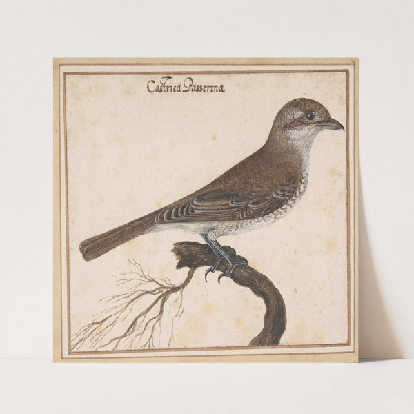 Castrica Passerina by Vincenzo Leonardi