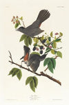 Cat bird