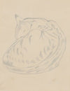 Cat Sleeping