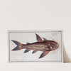 Cataphractus costatus, The Rib-fish. (1785-1797) by Marcus Elieser Bloch
