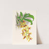 Catasetum galeritum by Jean Jules Linden