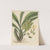 Catasetum semiapertum by William Jackson Hooker