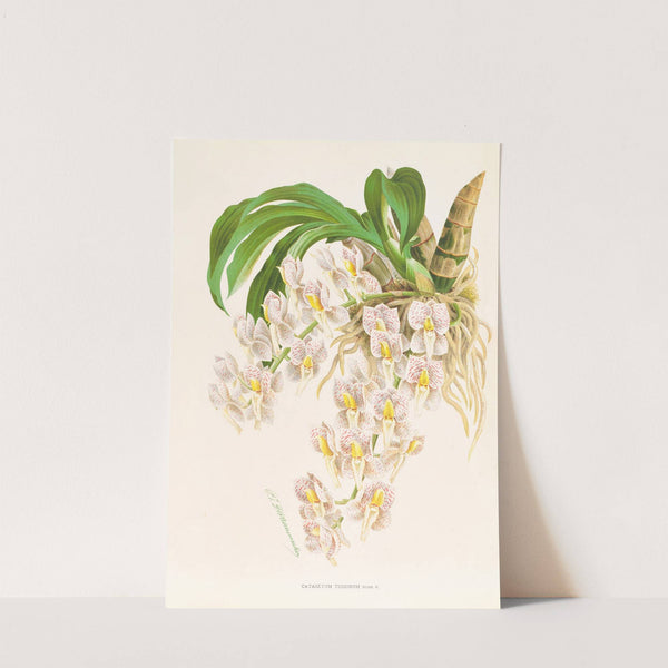 Catasetum tigrinum by Jean Jules Linden