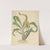 Catasetum tridentatum by William Jackson Hooker