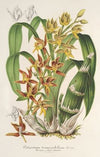 Catasetum trimerochilum