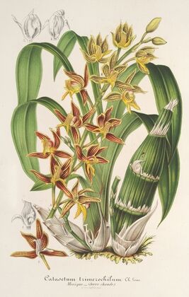 Catasetum trimerochilum