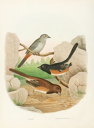 Catbird, Towhee Buntings