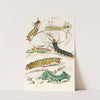Caterpillar of Erythrinae, Molina, Nesia, Netrix by James Duncan