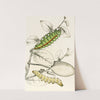 Caterpillar of Saturnia Cynthia, Saturnia Mylitta by James Duncan