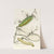 Caterpillar of Saturnia Cynthia, Saturnia Mylitta by James Duncan