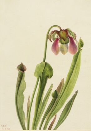 Burgess Milkvetch. (Astragalus bourgovii)