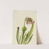 Catesby Pitcherplant (Sarracenia catesaei) (1929) by Mary Vaux Walcott