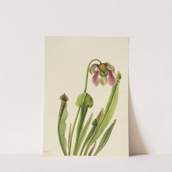 Catesby Pitcherplant (Sarracenia catesaei) (1929) by Mary Vaux Walcott