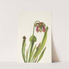 Catesby Pitcherplant. Sarracenia catesbaei (1925) by Mary Vaux Walcott