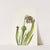 Catesby Pitcherplant. Sarracenia catesbaei (1925) by Mary Vaux Walcott