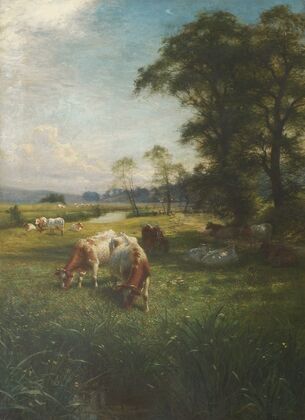 Cattle Grazing