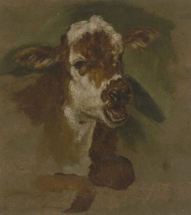 Cattle head