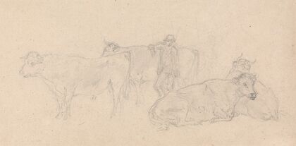 Cattle with a Farmer in their midst