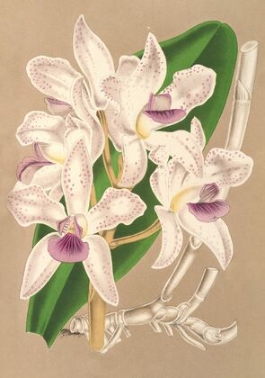 Cattleya amethystoglossa