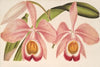 Cattleya Eldorado splendens