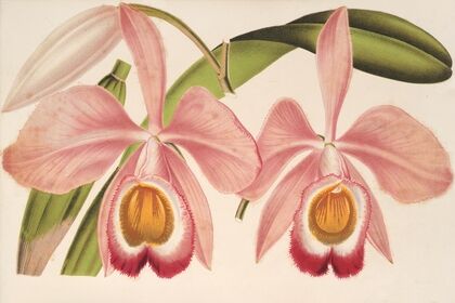 Cattleya Eldorado splendens