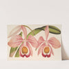 Cattleya Eldorado splendens by Charles Antoine Lemaire