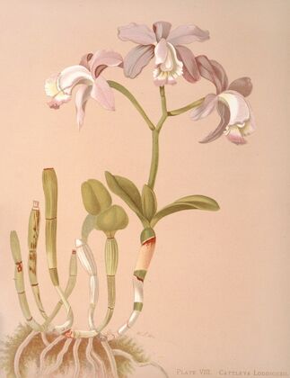 Cattleya Loddigesii.