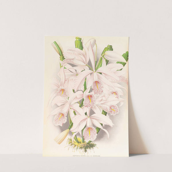 Cattleya Maxima by Jean Jules Linden